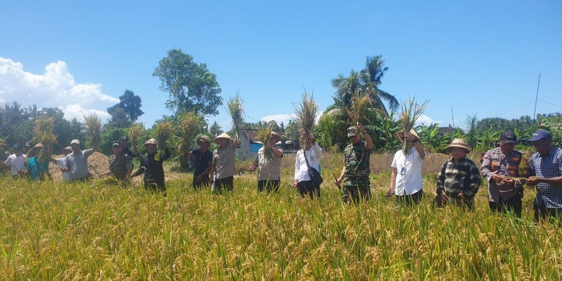 Agrinas Gelar Panen Padi Perdana dan Penyerapan Gabah Petani di Badung