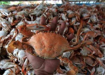 KKP Gencarkan Budi Daya Rajungan