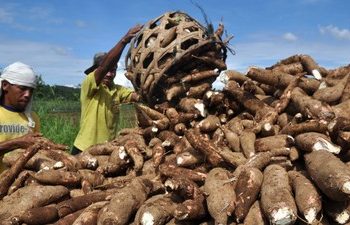 Mendag Sebut Impor Singkong dan Tapioka Bakal Kena Tarif Bea Masuk