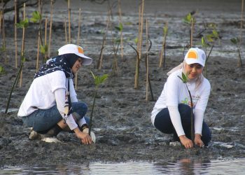 Dari Ekosistem ke Ekonomi, BNI Bangun Masa Depan Lewat Hutan Mangrove