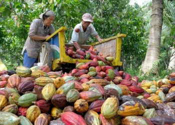 Produksi Kakao RI Cuman 0,2 Ton per Hektare per Tahun