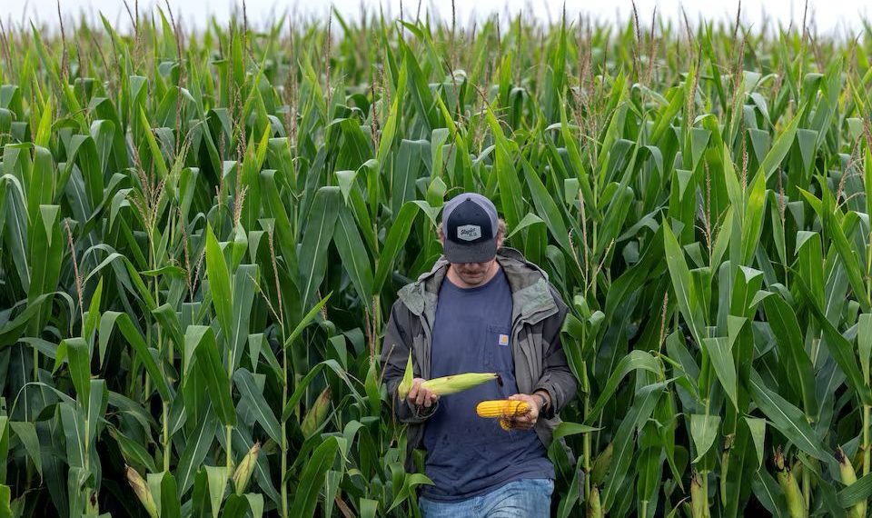 Indonesia, Vietnam, dan Bangladesh Borong Gandum hingga Jagung AS, Persaingan Pasar Pangan Makin Memanas