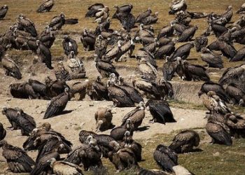 Pemakaman Ekstrem ‘Sky Burial’ di Tibet: Mengantarkan Arwah Menuju Kebebasan