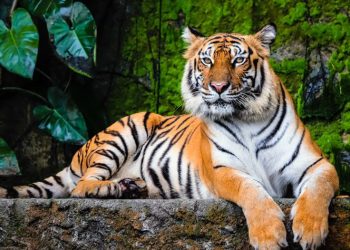 Harimau Resahkan Jakarta, 800 Pemburu Dikerahkan untuk Penanganan.