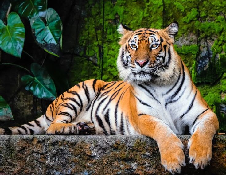Harimau Resahkan Jakarta, 800 Pemburu Dikerahkan untuk Penanganan.