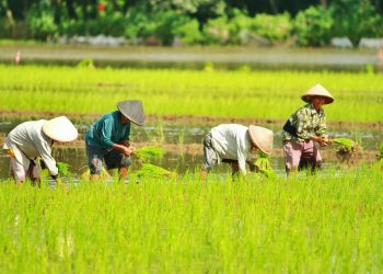 Digitalisasi Perbankan Dorong Inklusi Keuangan Masyarakat Desa