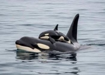 Pilu di Lautan: Paus Orca Ditemukan Menggendong Anak yang Sudah Mati Selama Berhari-hari