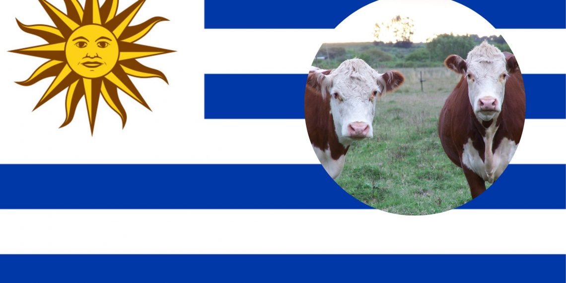 Di Uruguay, Lebih Banyak Sapi Dibanding Manusia