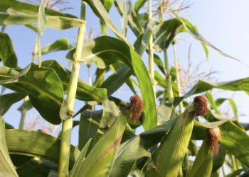 Bandara Aalborg Denmark Ditutup Akibat Serangan Drone