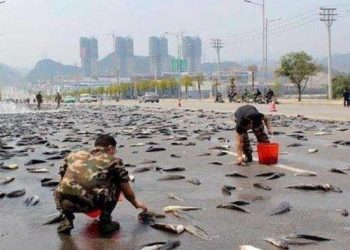 Aneh Tapi Nyata: Warga Honduras Rayakan Hujan Ikan