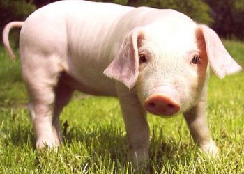 Ini Alasan Kenapa Babi Haram dalam Islam, Tertulis di Al-Qur’an