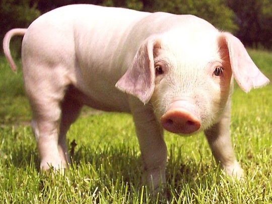 Ini Alasan Kenapa Babi Haram dalam Islam, Tertulis di Al-Qur’an