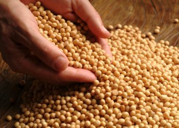 Petani Kedelai AS Terhantam Krisis Akibat Hilangnya Pasar China