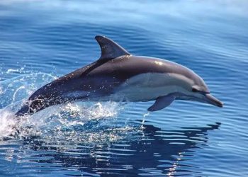 Unik, Lumba-lumba Bisa Tidur dengan Satu Mata Terbuka