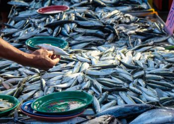 KKP Genjot Literasi Keuangan UMKM Perikanan untuk Perkuat Akses Pembiayaan