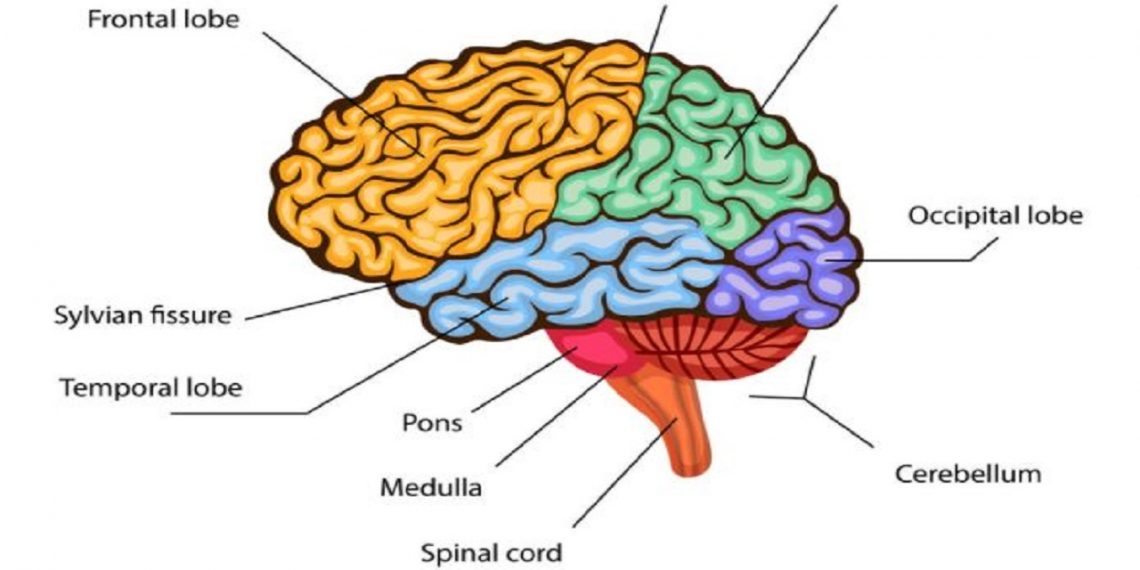 Otak Bisa ‘Bersinar’ Saat Berpikir, Begini Fakta Ilmiahnya