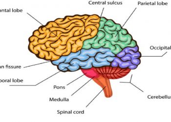 Otak Bisa ‘Bersinar’ Saat Berpikir, Begini Fakta Ilmiahnya