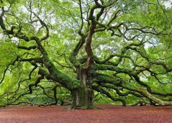 Fakta Unik: Pohon Bisa Kirim Sinyal Bahaya ke Sesamanya