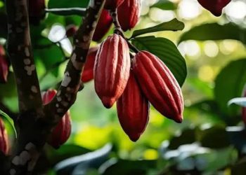 Kakao Bukan Sekadar Cokelat, tapi Mesin Ekonomi Afrika Barat