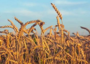 Gandum Jadi Senjata Ekonomi Global, dari Inflasi Pangan hingga Geopolitik